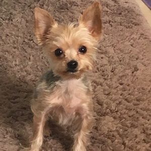 Meet your Posher, Mia